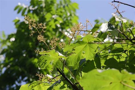 梧桐樹 鳳凰|鳳凰棲息的梧桐樹到底長什麼樣？干、葉、花、果一睹為快